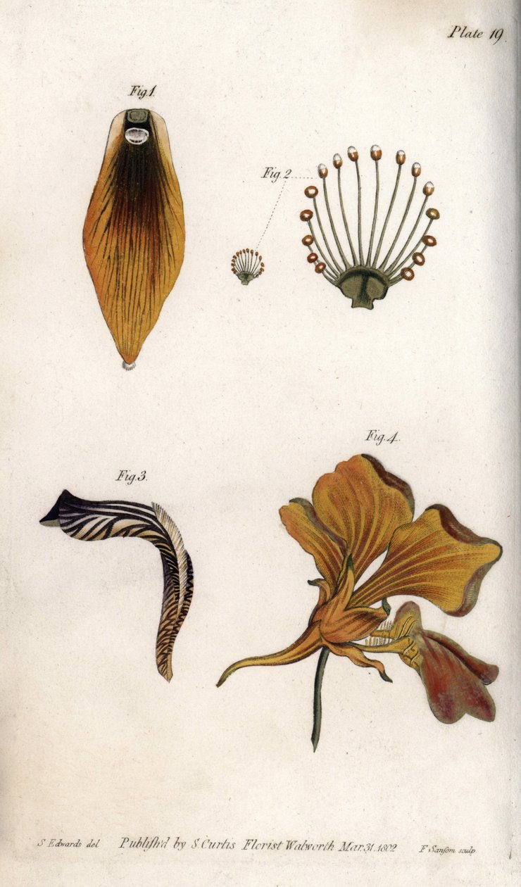 Detaljeret beskrivelse af stængel og krone af fritillary. Farvet kobberstik, illustration af Sydenham Edwards (1768-1819) til Conferences of Botanical, Botanical Garden of Lambeth (England) af Sydenham Teast Edwards