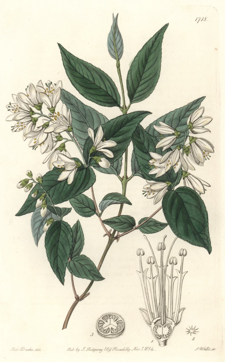 Deutzie rude, indfødt i Japan - Water forte af S. Watts fra en illustration af Sarah Anne Drake (1803-1857), fra det botaniske register af Sydenham Teast Edwards