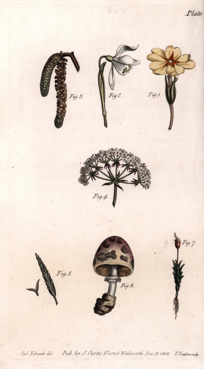 Forskellige kalke: primerose, sne pierce, hasselnød, cike, græs, svampe og mos. Farvet kobberstik, illustration af Sydenham Edwards (1768-1819) til Conferences of Botanical, Botanical Garden of Lambeth (England) af Sydenham Teast Edwards