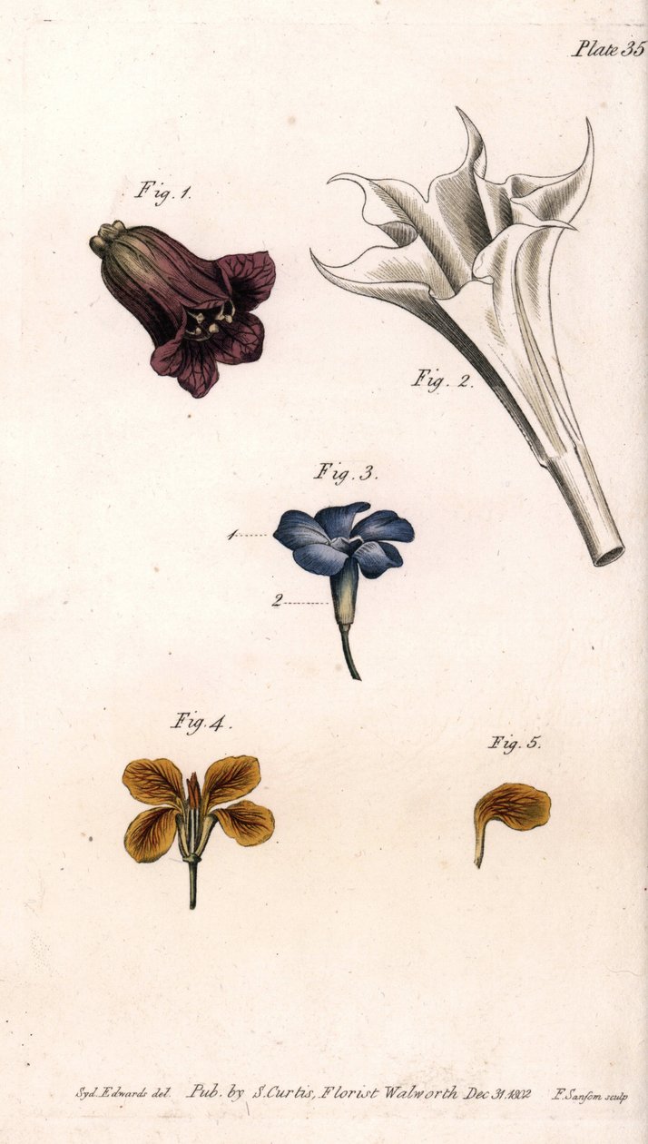 Forskellige corolles: belladonnaen, stramoine daturaen, den store periwinkle og væggenes girofle. Farvet kobberstik, illustration af Sydenham Edwards (1768-1819) til Conferences of Botanical, Botanical Garden of Lambeth (England) af Sydenham Teast Edwards