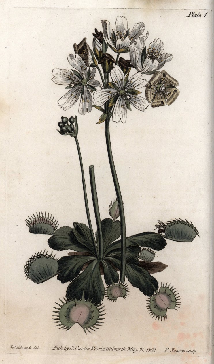 Dionee fanger flue eller ulvefælde. Farvet kobberstik, illustration af Sydenham Edwards (1768-1819) til Conferences of Botanical, Botanical Garden of Lambeth (England) af Sydenham Teast Edwards