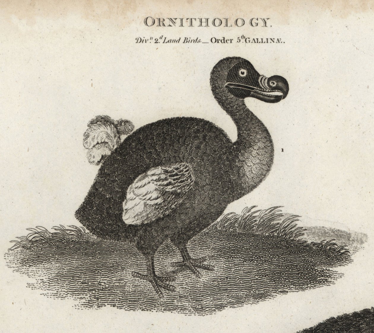 Dodo, Raphus cucullatus, uddød flyveløs fugl. Kobberstik af T. Milton efter en illustration af Sydenham Edwards fra Abraham Rees