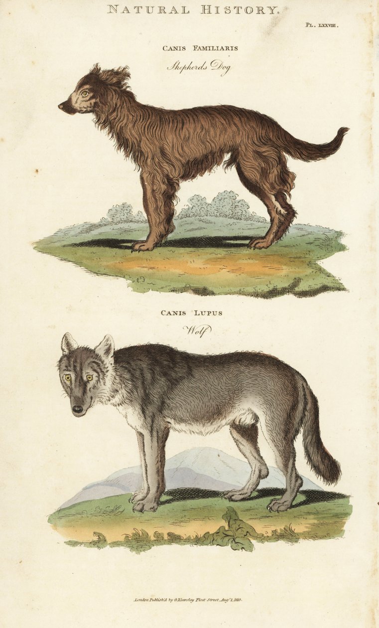 Hund og ulv - Hyrdehund, Canis familiaris, og ulv, Canis lupus. Håndfarvet kobberstik efter Sydenham Edwards fra John Mason Goods Pantologia, a New Encyclopedia, G. Kearsley, London af Sydenham Teast Edwards