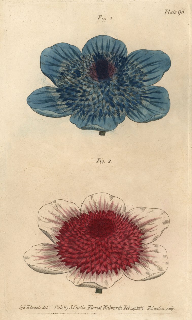 Dobbelt blå anemone og dobbelt anemone sorter, Anemone coronaria. Håndfarvet kobberstik af F. Sansom af en botanisk illustration af Sydenham Edwards til William Curtis