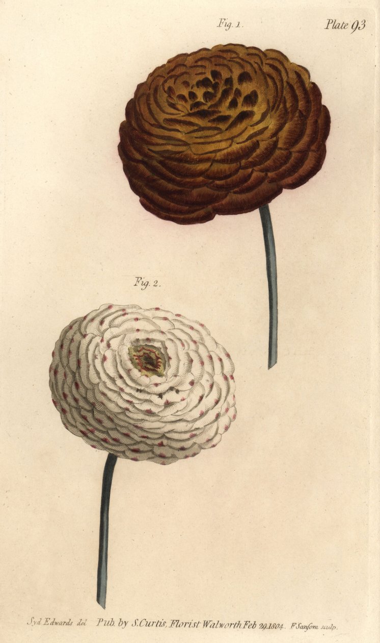 Dobbelt ranunculus sorter, persisk ranunkel, Ranunculus asiaticus. Håndfarvet kobberstik af F. Sansom af en botanisk illustration af Sydenham Edwards til William Curtis