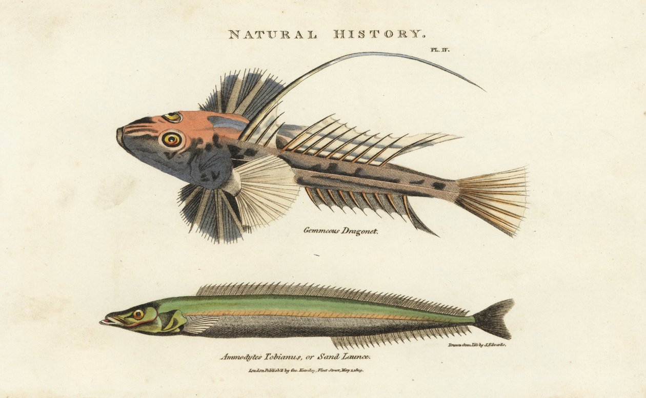 Dragonet lyre og lancon equille - Almindelig drage, Callionymus lyra, og mindre tobis eller sandlanse, Ammodytes tobianus. Håndfarvet kobberstik efter Sydenham Edwards fra John Mason Goods Pantologia, a New Encyclopedia, G. Kearsley, Lond af Sydenham Teast Edwards