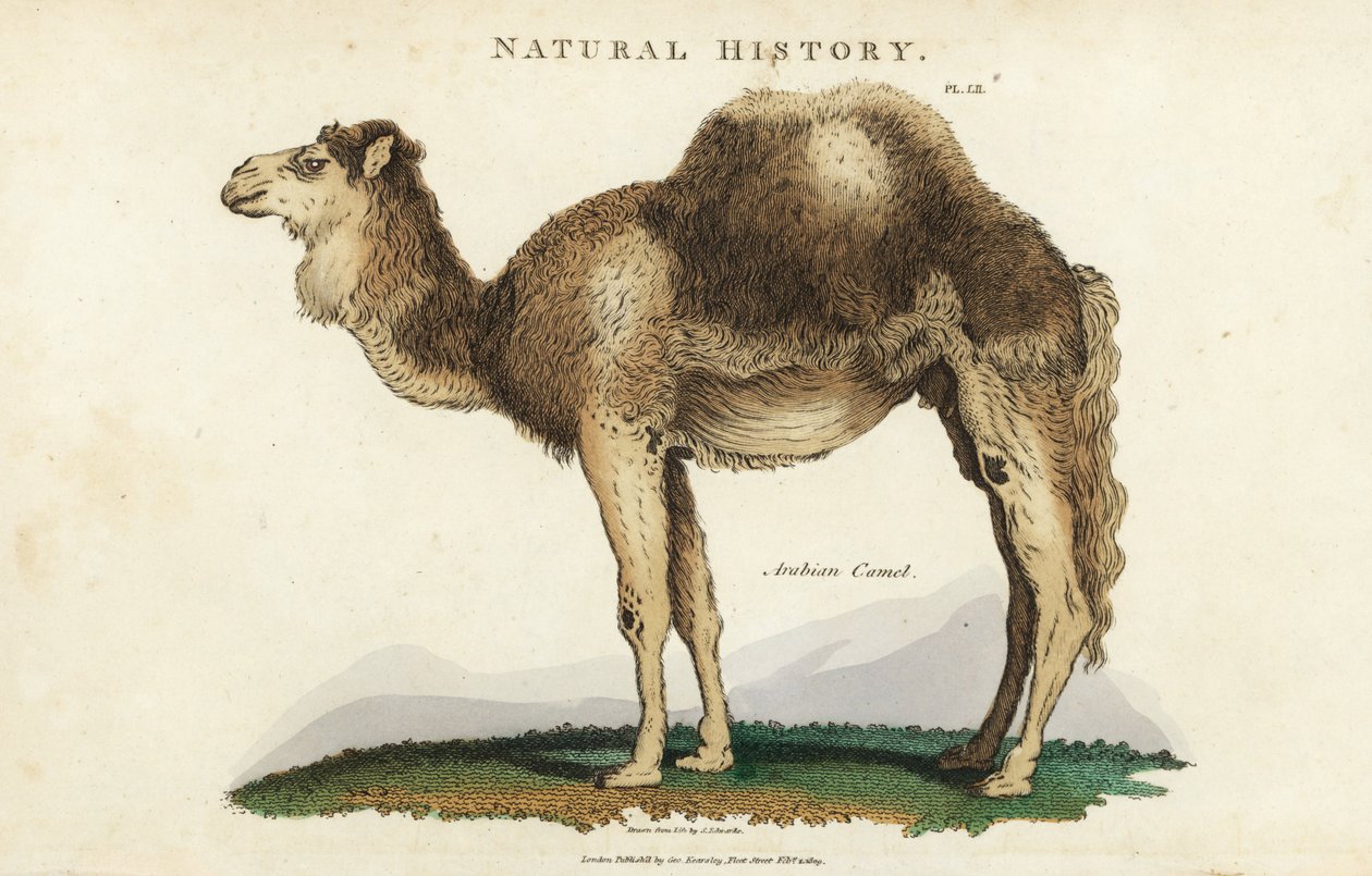 Dromedar - Arabisk, dromedar eller enpuklet kamel, Camelus dromedarius. Håndfarvet kobberstik efter Sydenham Edwards fra John Mason Goods Pantologia, a New Encyclopedia, G. Kearsley, London af Sydenham Teast Edwards