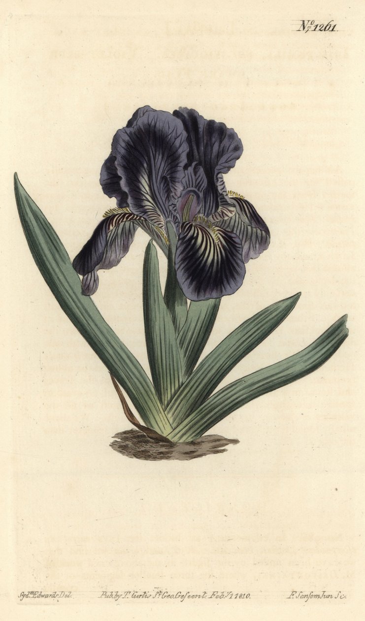 Dværg Iris - Iris x binata (Lilla-blåt dværgflag, Iris pumila var. violacea). Håndfarvet kobberstik af F. Sansom Jr. efter en illustration af Sydenham Edwards fra William Curtis