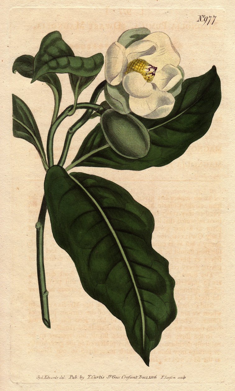Dværg magnolia, med hvid blomst, hjemmehørende i Cjine og Java. Dværgmagnolia med hvide blomster, hjemmehørende i Kina og Java. Magnolia coco (Magnolia pumila). Håndfarvet kobberstik fra en botanisk illustration af Sydenham Edwards fra William Cu af Sydenham Teast Edwards