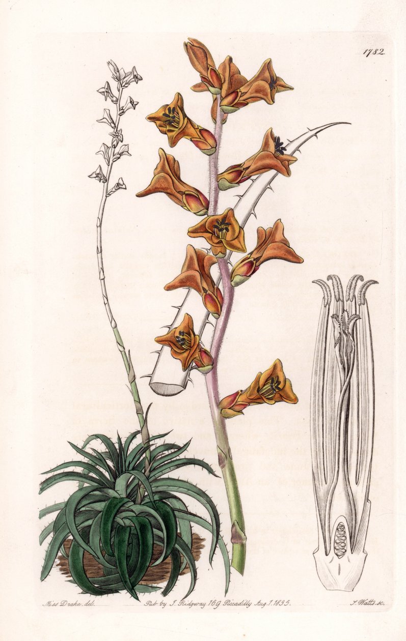 Dyckia, sukkulent plante med orange blomster, hjemmehørende i Brasilien - Indgraveret tavle af S.Watts, fra en illustration af Sarah Anne Drake (1803-1857), fra Botanical Register of Sydenham Edwards (1768-1819), England af Sydenham Teast Edwards