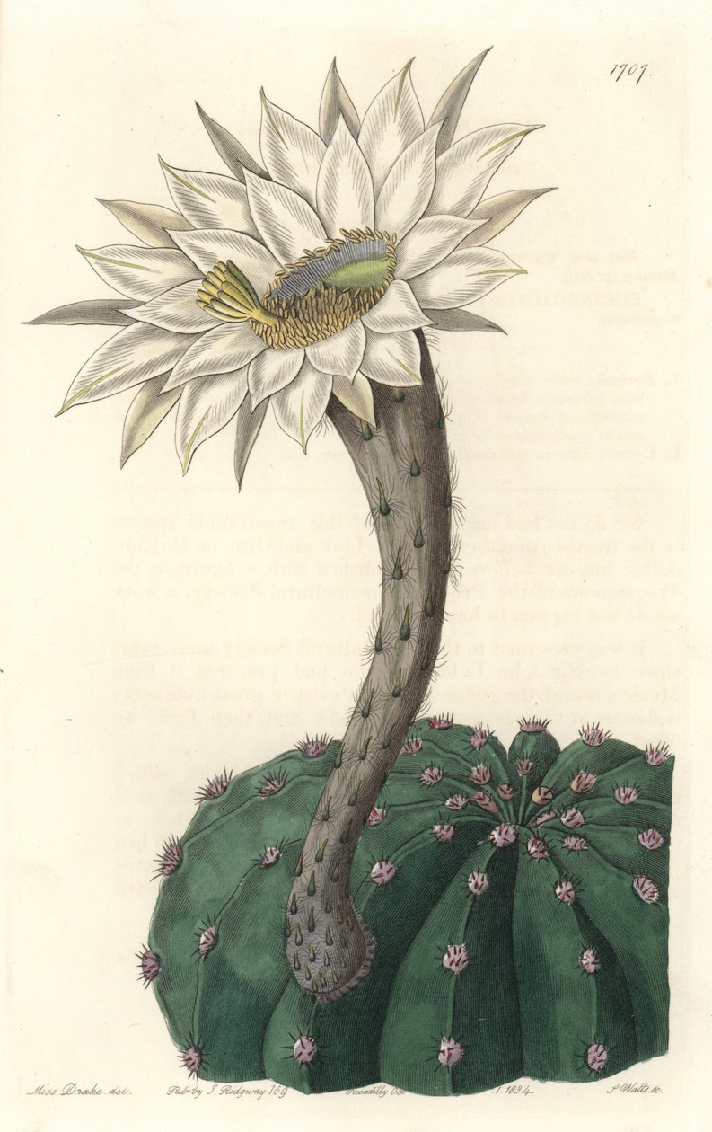 Echinocactus eyriesii, blomstrende kaktus, hjemmehørende i Mexico - Stærkt vand af S. Watts fra en illustration af Sarah Anne Drake (1803-1857), fra det botaniske register af Sydenham Teast Edwards
