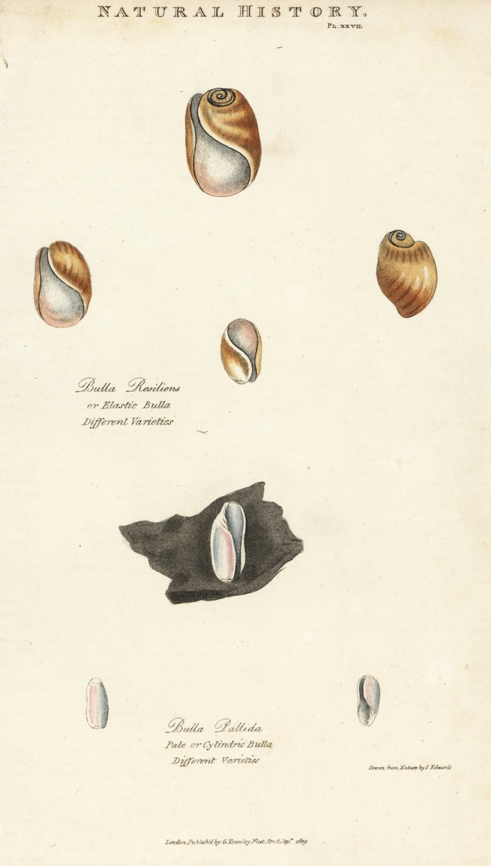 Elastisk bula, Bulla resiliens, og bleg eller cylindrisk bulla, Bulla pallida. Håndfarvet kobberstik efter Sydenham Edwards fra John Mason Goods Pantologia, a New Encyclopedia, G. Kearsley, London af Sydenham Teast Edwards