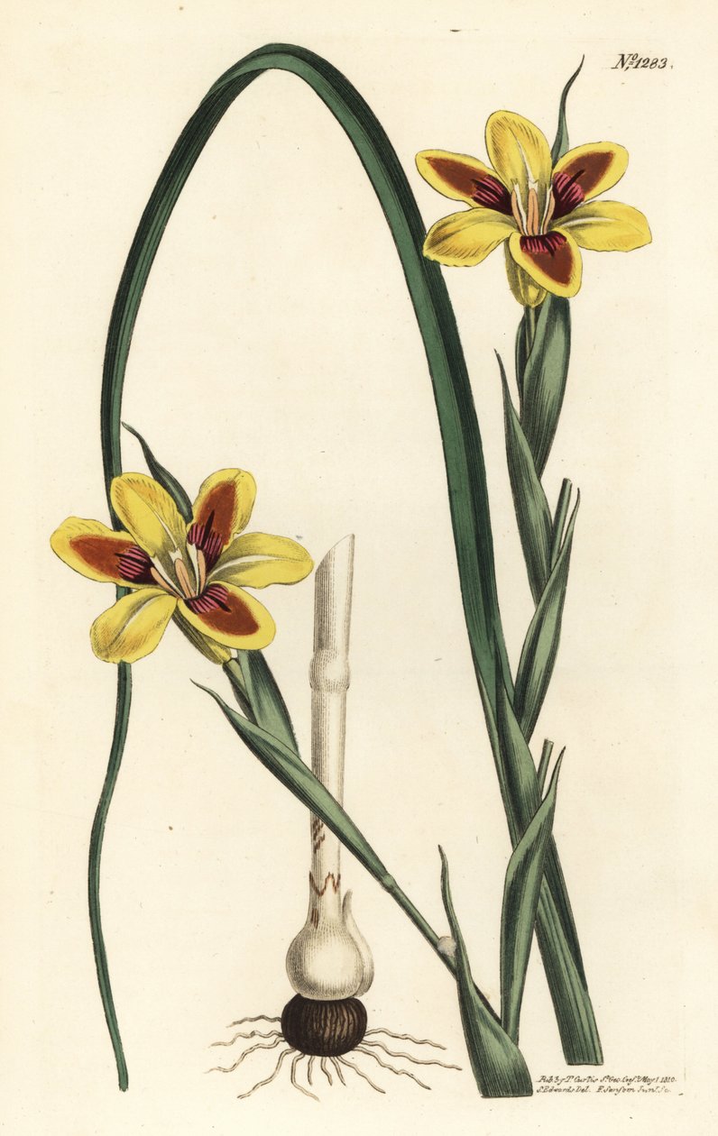 Elegant moraea, Moraea elegans (Moraea spicata). Håndfarvet kobberstik af F. Sansom Jr. efter en illustration af Sydenham Edwards fra William Curtis