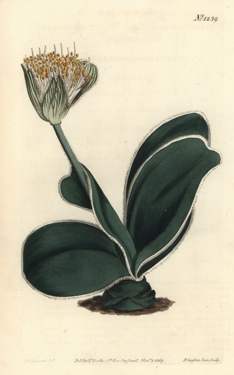 Elefantøre - Hvidblomstret Haemanthus, Haemanthus albiflos. Håndkoloreret kobberstik af F. Sansom Jr. efter en illustration af Sydenham Edwards fra William Curtis