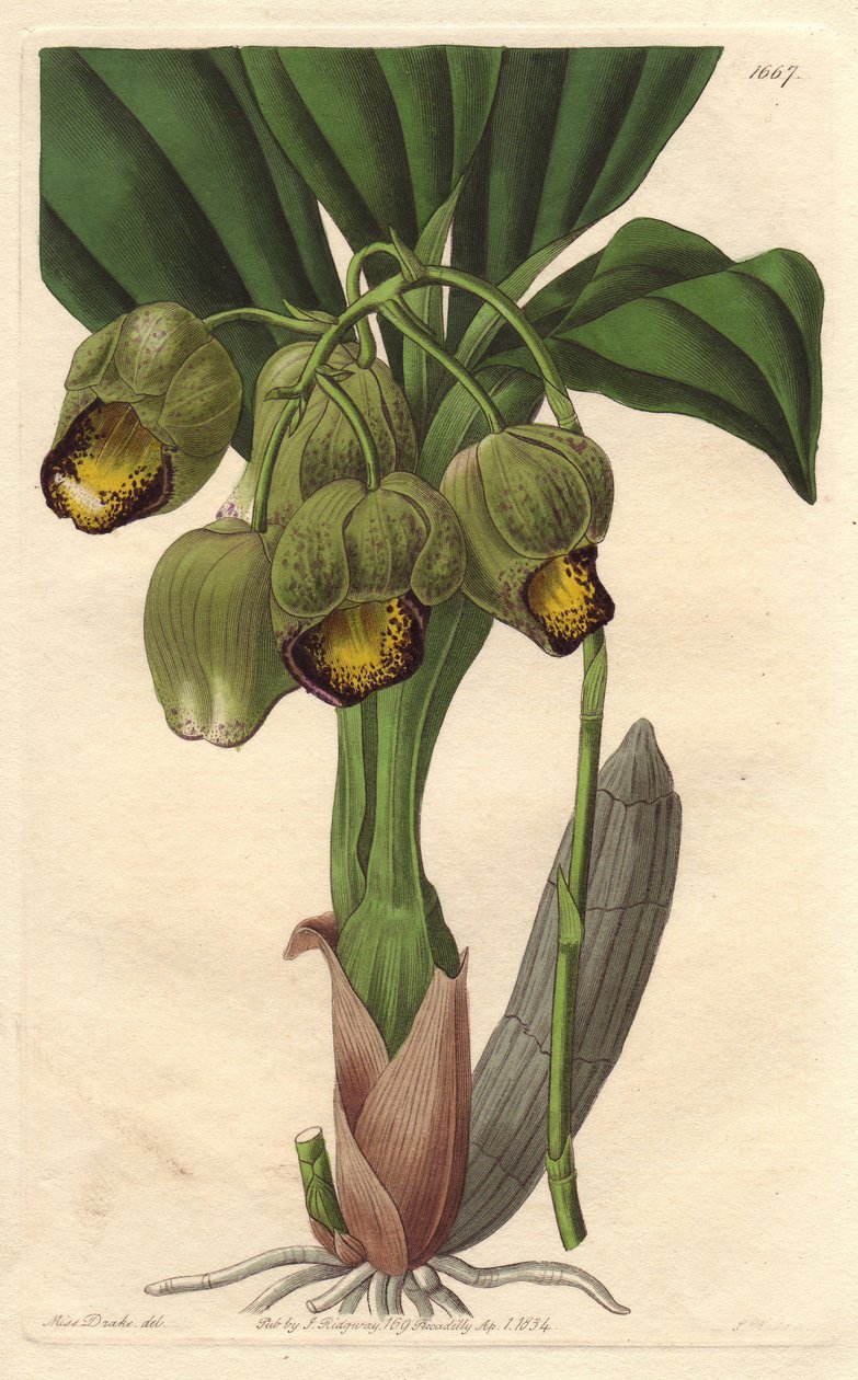 Epifytisk orkidé, lysegul katasetum, hjemmehørende i Brasilien - Water forte af S. Watts fra en illustration af Sarah Anne Drake (1803-1857), fra det botaniske register af Sydenham Teast Edwards