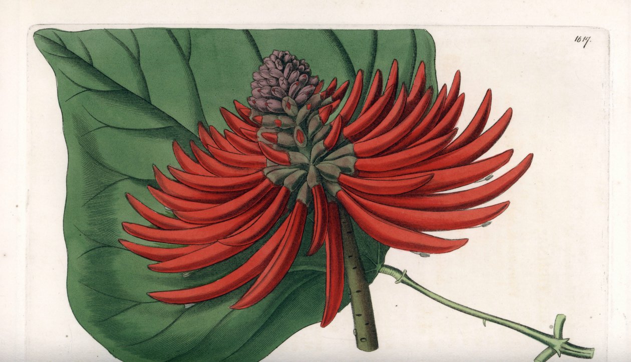 Erythrina variete, tropisk rødt blomstertræ - Indgraveret af S. Watts, fra en illustration af Sarah Anne Drake (1803-1857), fra Sydenham Edwards