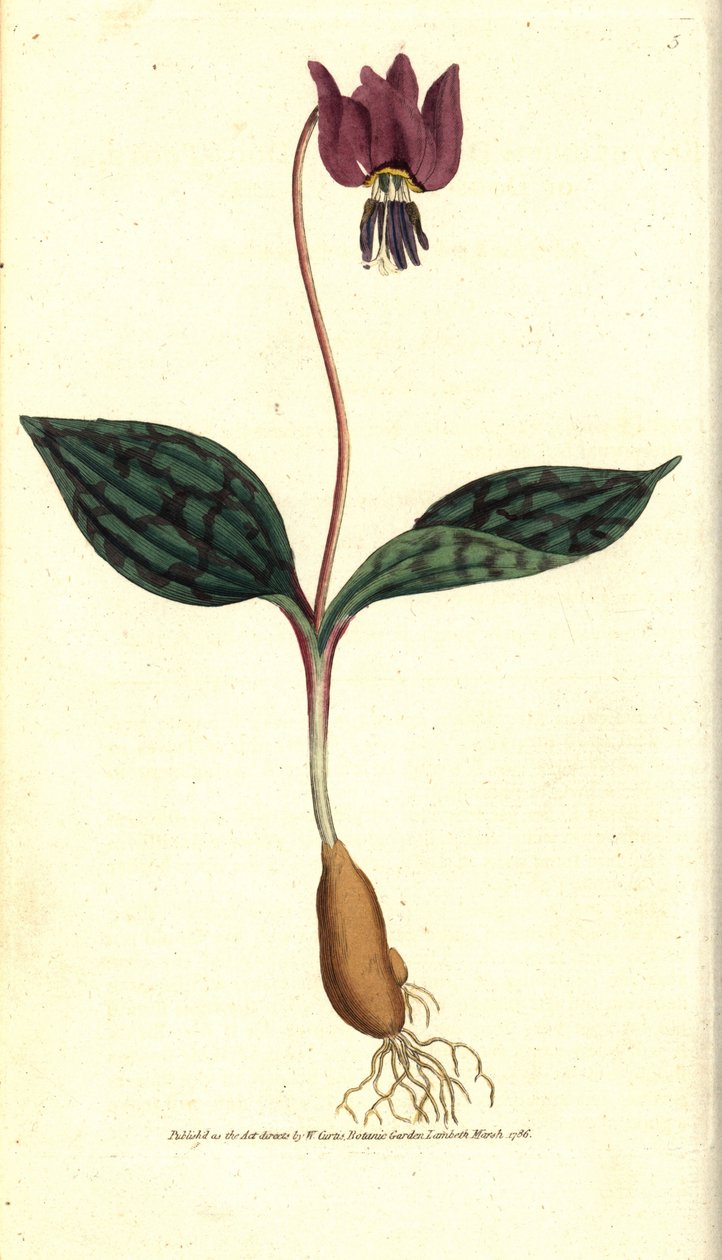 Erythrone hundetand (eller rød Satyrion) - Hundetand violet, Erythronium dense-canis. Håndkoloreret kobberstik efter en botanisk illustration af James Sowerby fra William Curtis
