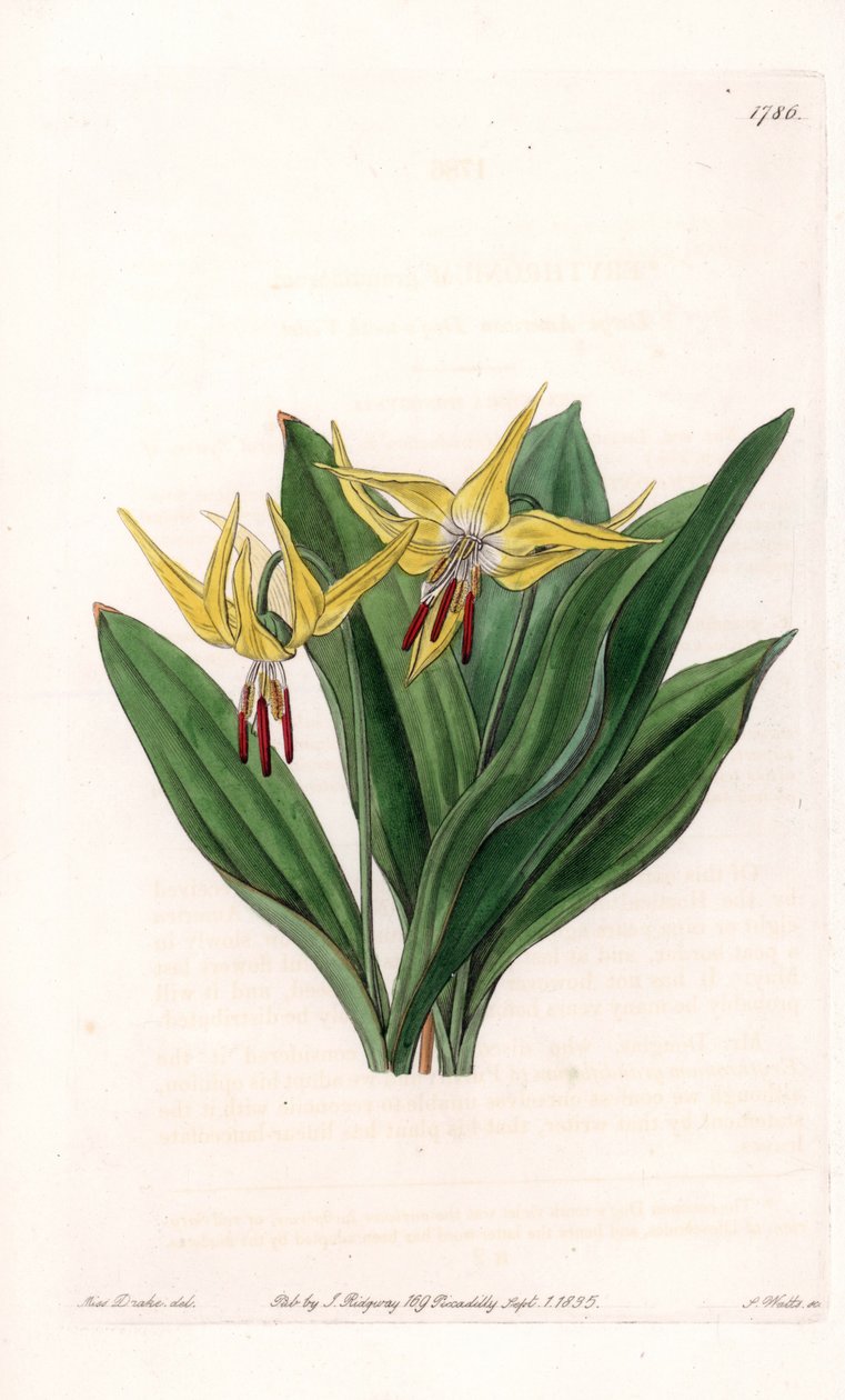 Erythrone har store blomster, hjemmehørende i Nordamerika - Plade graveret af S.Watts, efter en illustration af Sarah Anne Drake (1803-1857), fra Sydenham Edwards (1768-1819), England, Botanical Register of Sydenham Edwards (1768-1819) af Sydenham Teast Edwards