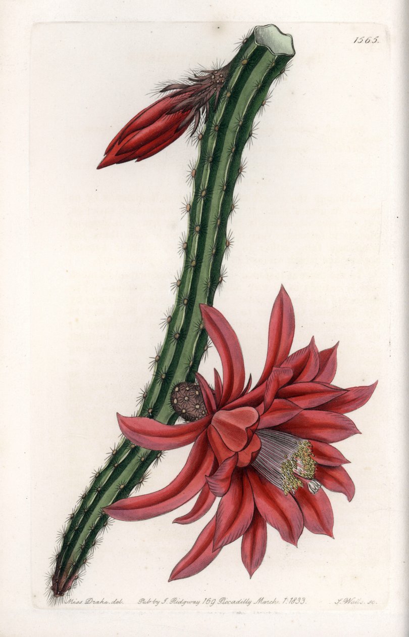 Escalating Cacter - Engraved Plate af S.Watts, fra en illustration af Sarah Anne Drake (1803-1857), fra Botanical Register of Sydenham Edwards (1768-1819), England af Sydenham Teast Edwards