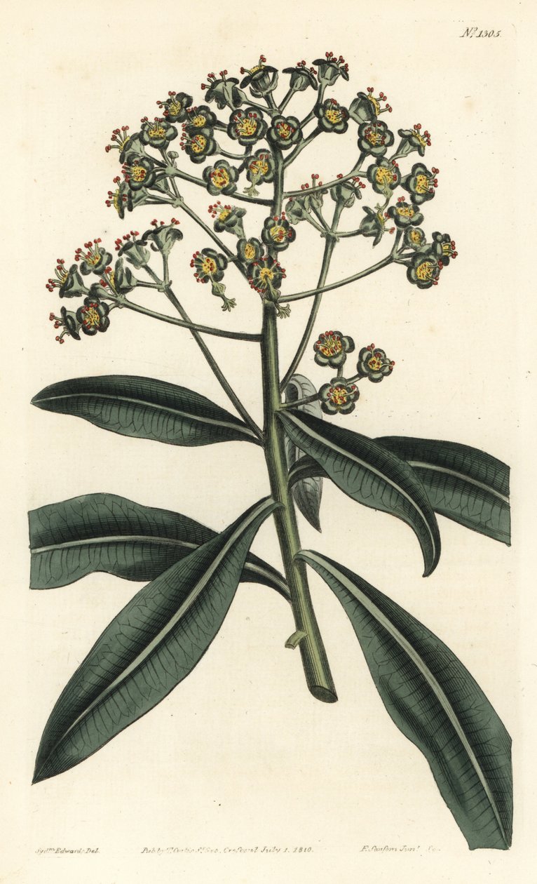Euphorbe mellifere - Honningspore eller honningbærende euphorbia, Euphorbia mellifera. Håndfarvet kobberstik af F. Sansom Jr. efter en illustration af Sydenham Edwards fra William Curtis