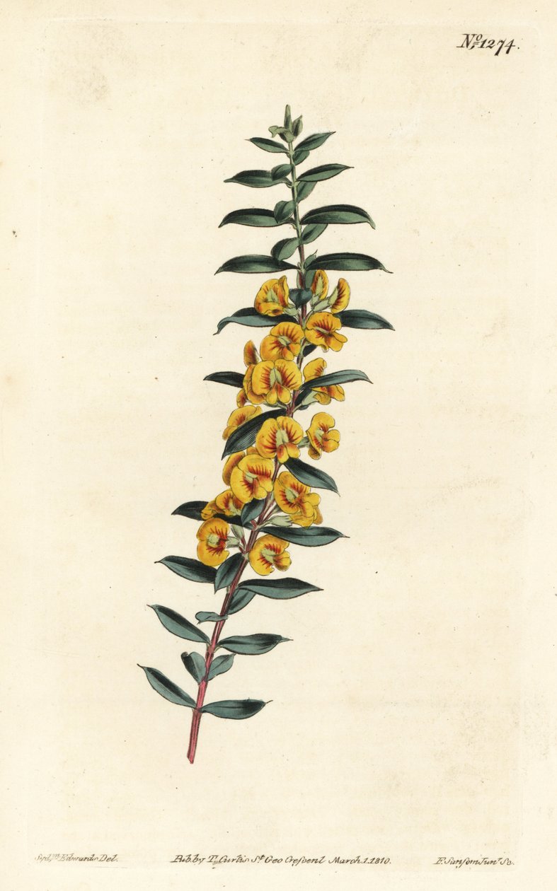 Eutaxia myrtifolia (Tværbladet dillwynia, Dillwynia obovata). Håndfarvet kobberstik af F. Sansom Jr. efter en illustration af Sydenham Edwards fra William Curtis