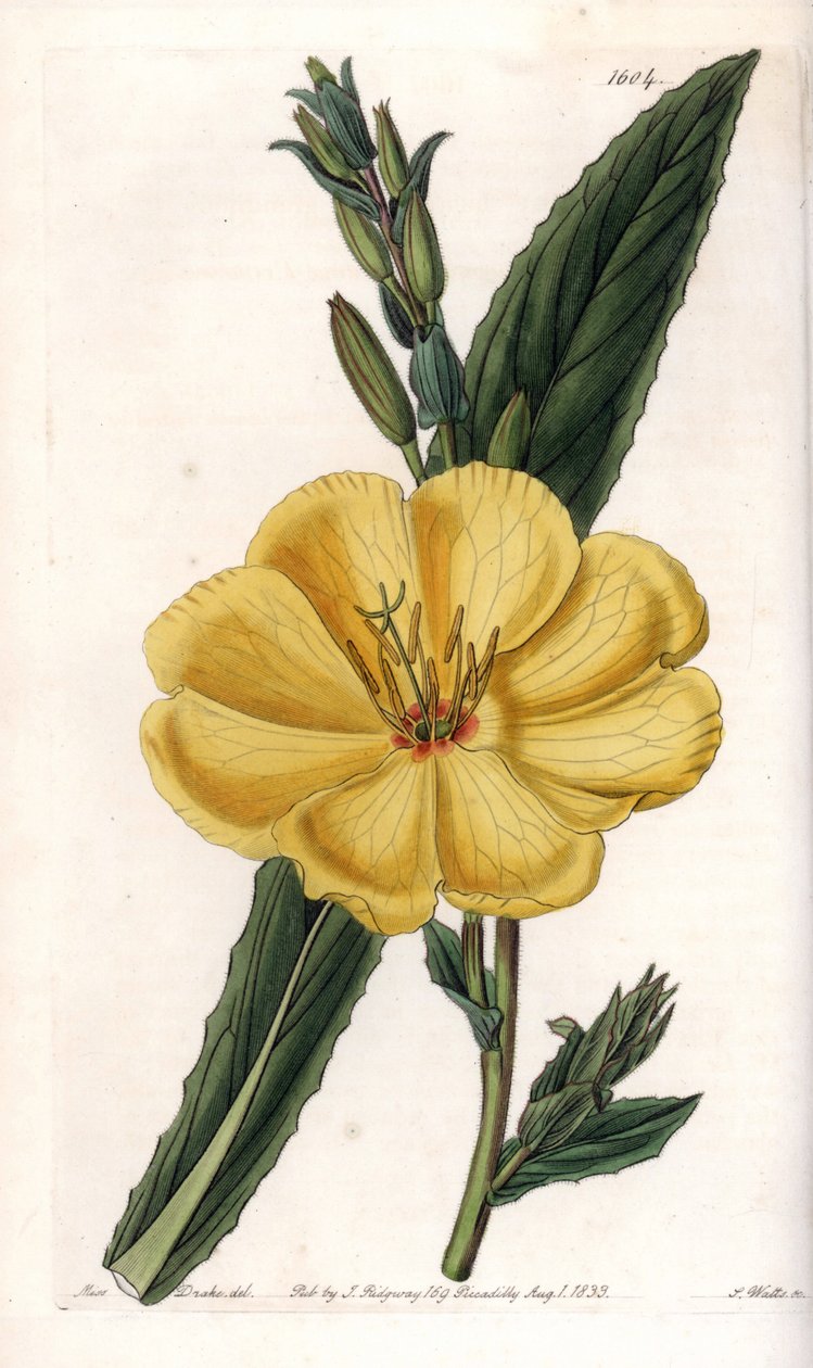 Natlys med store blomster - Indgraveret tavle af S.Watts, fra en illustration af Sarah Anne Drake (1803-1857), fra Botanical Register of Sydenham Edwards (1768-1819), England af Sydenham Teast Edwards