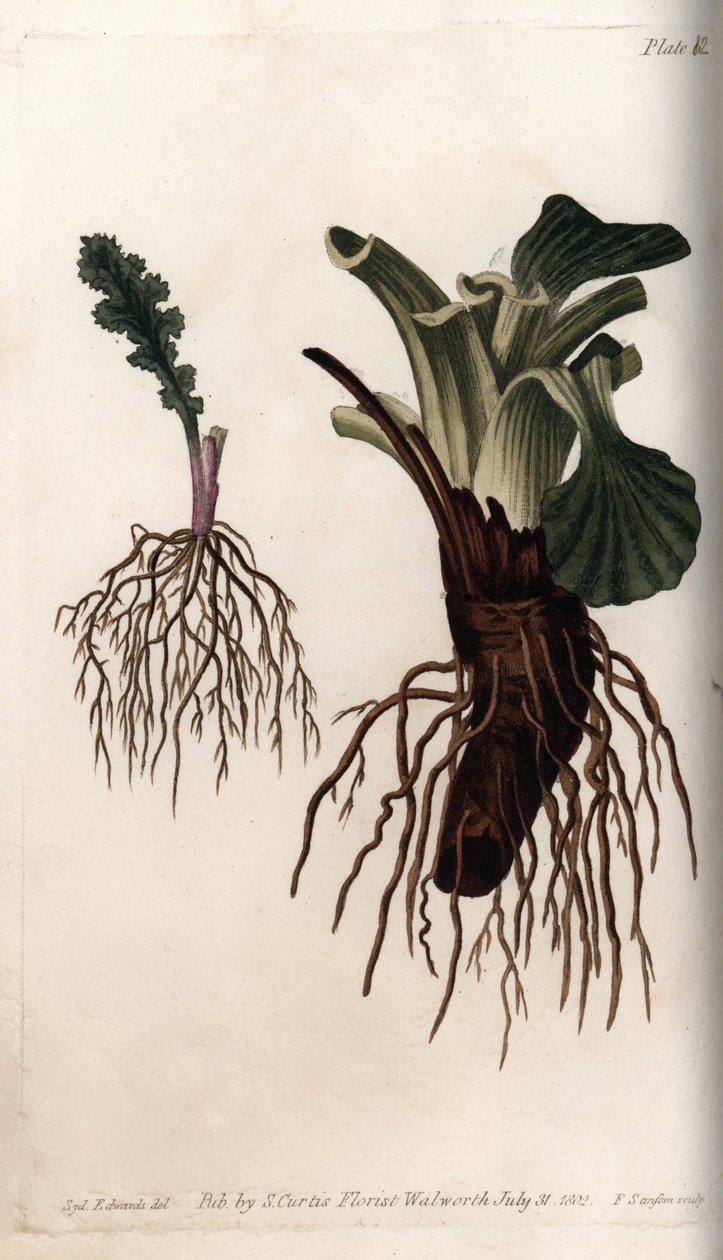 Fibrøse rødder af almindelig senekon og stor plantain (eller plantain af fugle). Farvet kobberstik, illustration af Sydenham Edwards (1768-1819) til Conferences of Botanical, Botanical Garden of Lambeth (England) af Sydenham Teast Edwards
