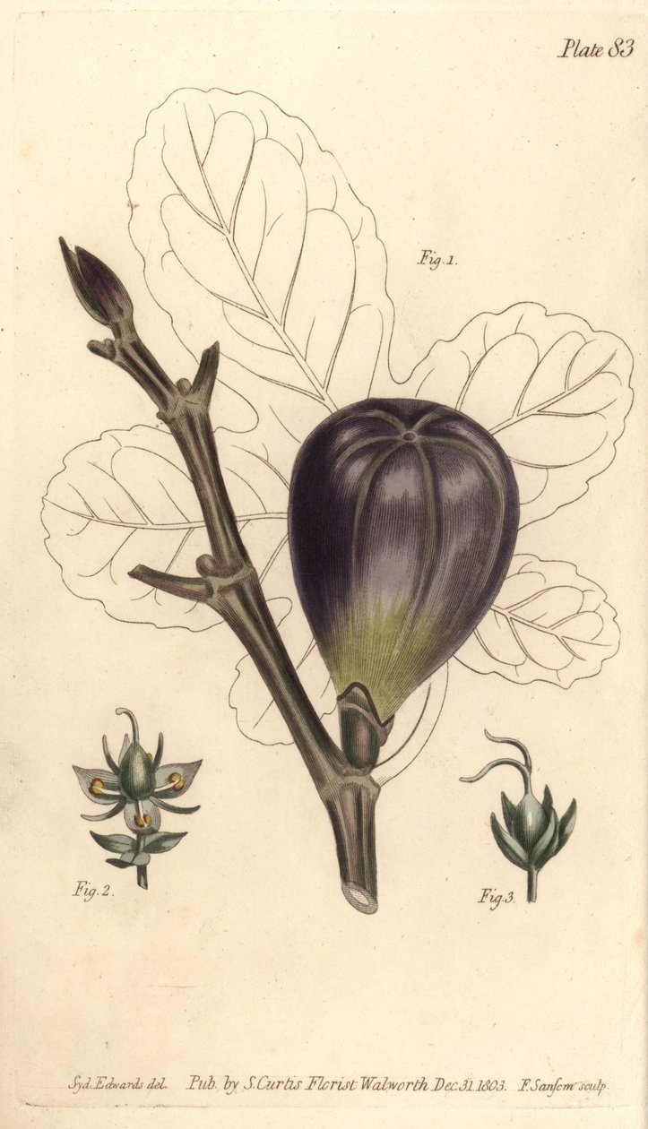 Fig, Ficus carica, Trioecia med hermafrodit, han 2 og hun 3 blomster vokser hver for sig. Håndkoloreret kobberstik af F. Sansom efter en botanisk illustration af Sydenham Edwards til William Curtis
