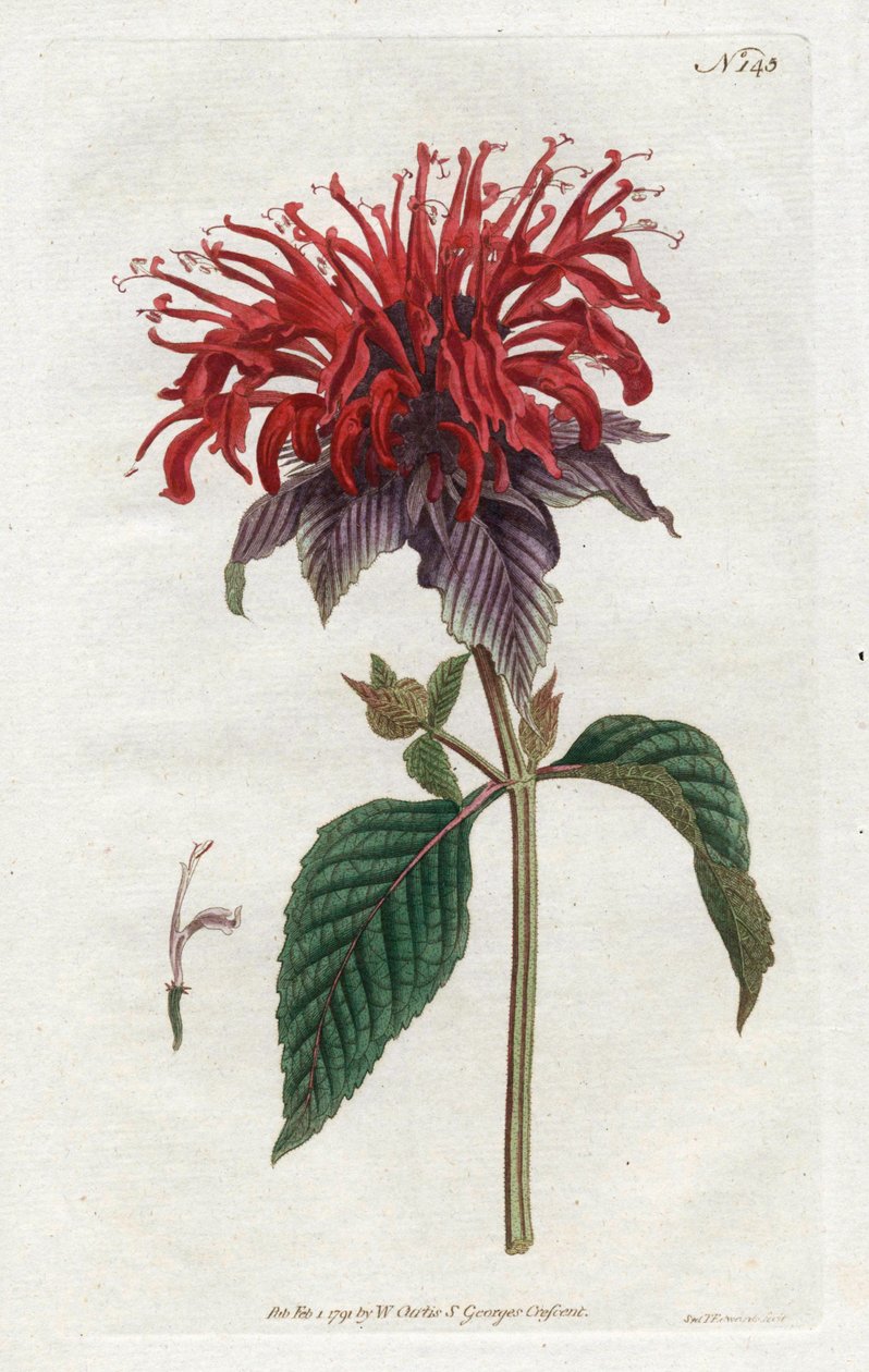 Fistula Monarde - Litografi af Sydenham Edwards (1768-1819), fra William Curtis