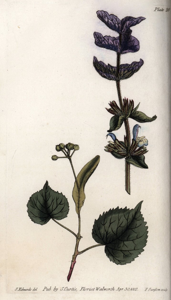 Blomsterblade og violet buket af terminale dækblade af grøn salvie (eller hormonsalvie) og lindetræer. Farvet kobberstik, illustration af Sydenham Edwards (1768-1819) til Conferences of Botanical, Botanical Garden of Lambeth (England) af Sydenham Teast Edwards