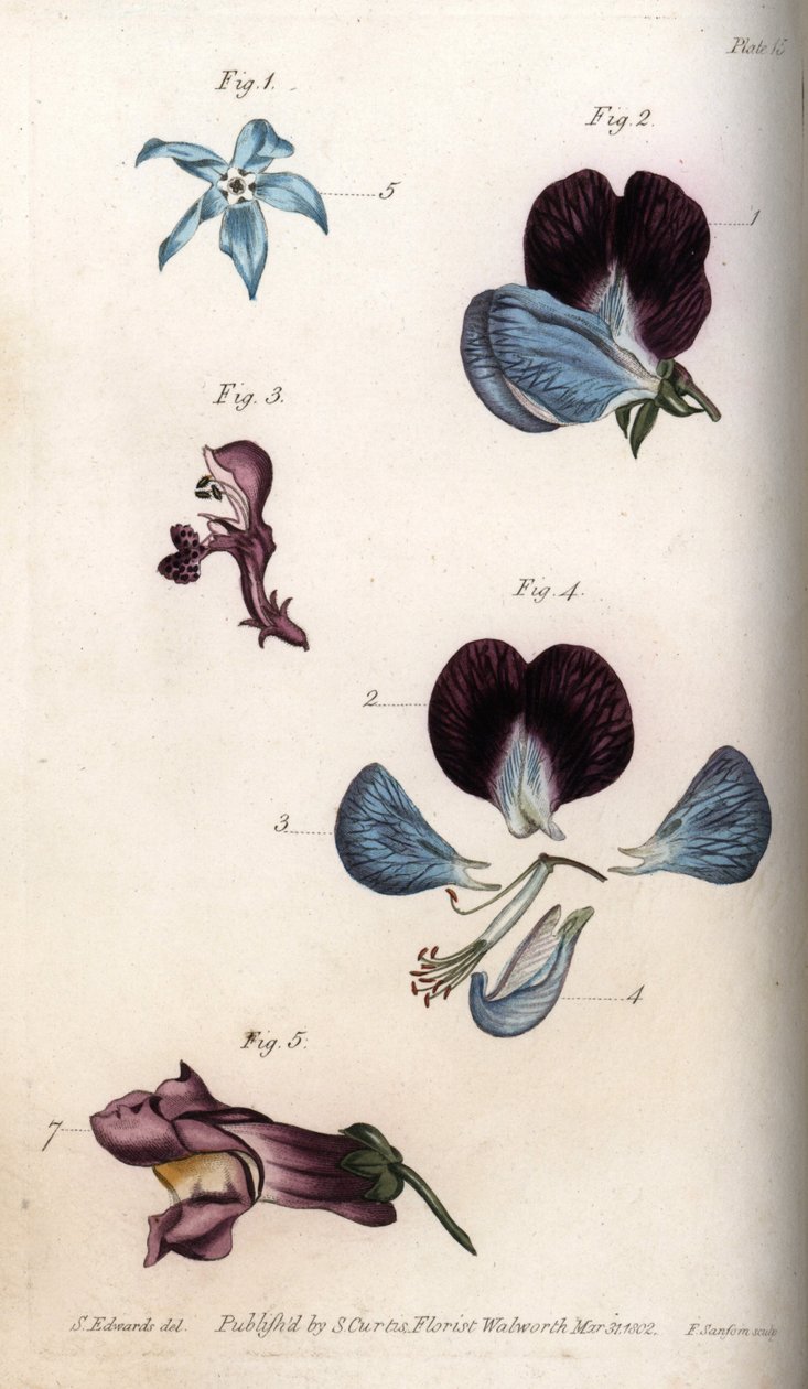 Blomstring af officinale borage og ærter (bælgfrugter). Farvet kobberstik, illustration af Sydenham Edwards (1768-1819) til Conferences of Botanical, Botanical Garden of Lambeth (England) af Sydenham Teast Edwards
