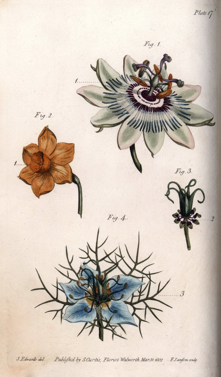 Blomster af passionsfrugt eller passionsblomster, narcisser og nigella. Farvet kobberstik, illustration af Sydenham Edwards (1768-1819) til Conferences of Botanical, Botanical Garden of Lambeth (England) af Sydenham Teast Edwards