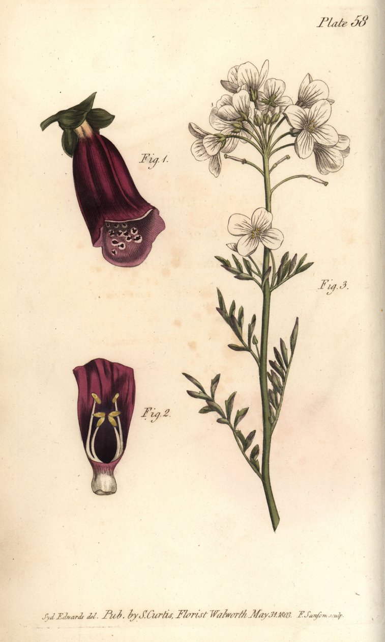 Rævehandske, Digitalis purpurea, Didynamia af Sydenham Teast Edwards