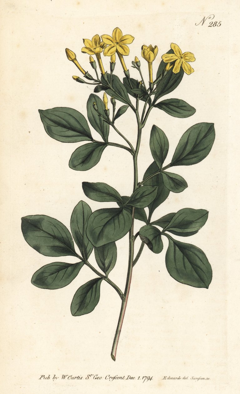 Duftende jasmine - sødeste jasmin, jasminum odoratissimum. Håndfarvet kobberplade -gravering af Sansom efter en illustration af Sydenham Edwards fra William Curtis 