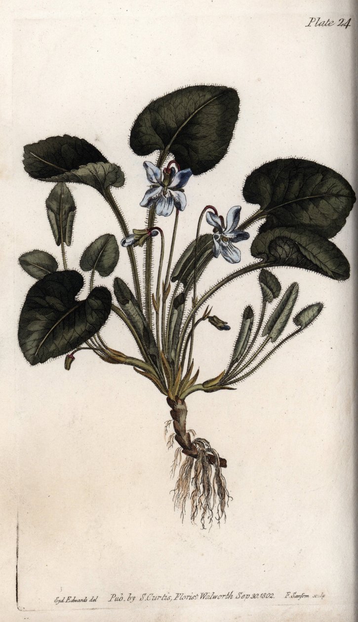 Duftende viol. Farvet kobberstik, illustration af Sydenham Edwards (1768-1819) til Conferences of Botanical, Botanical Garden of Lambeth (England) af Sydenham Teast Edwards