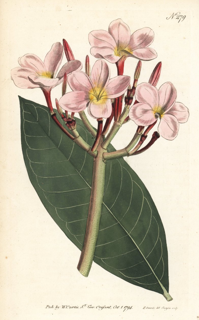 Frangipani - Frangipani eller rød plumeria, Plumeria rubra. Håndfarvet kobberstik af Sansom efter en illustration af Sydenham Edwards fra William Curtis
