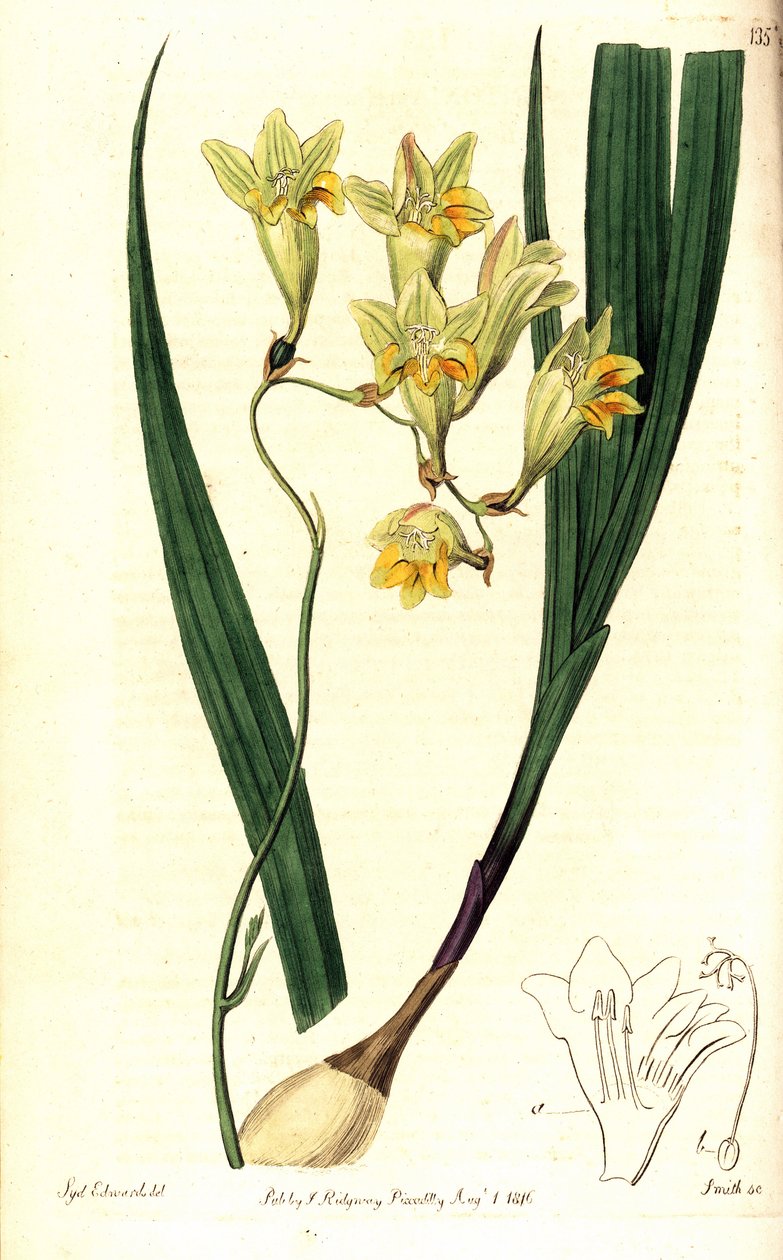 Freesia refracta (Reflex tritonia, Tritonia refracta). Håndfarvet kobberstik af Smith efter en botanisk illustration af Sydenham Edwards fra The Botanical Register, Ridgway, London af Sydenham Teast Edwards