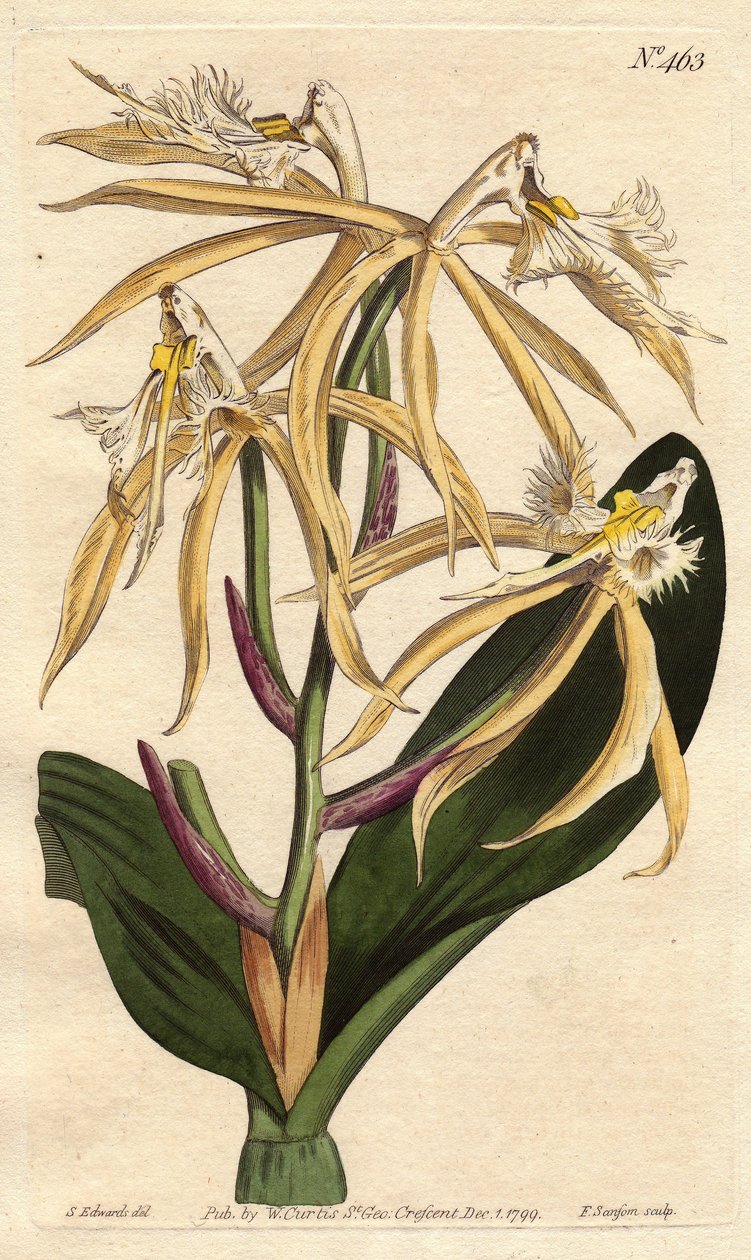 Frynset orkidé epidendrum, med hvid og lysegul blomst. Amerikansk og caribisk oprindelse. Frynset epidendrum-orkidé med lysegule og hvide blomster. En indfødt i Amerika og Vestindien. Epidendrum ciliare. Håndfarvet kobberstik fra af Sydenham Teast Edwards