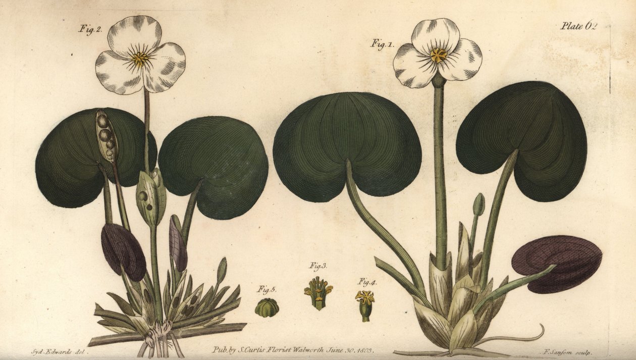 Frøbid, Hydrocharis morsus-ranae, Dioecia, hunplante 1,4, hanplante 2,3. Håndfarvet kobberstik af F. Sansom af en botanisk illustration af Sydenham Edwards til William Curtis