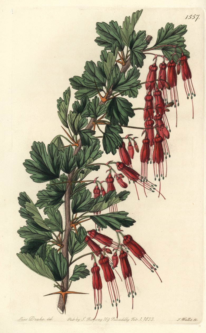 Fuchsia blomst eller California fuchsia - Fuchsia-blomstret stikkelsbær eller prangende stikkelsbær, Ribes speciosum. Håndfarvet kobberstik af S. Watts efter en illustration af Miss Sarah Drake fra Sydenham Edwards
