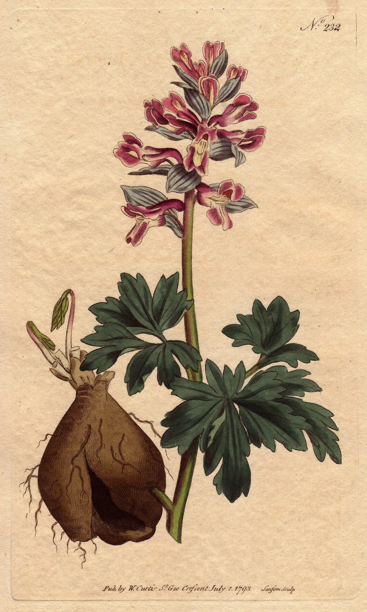 Fumeterre har en hul rod, med pulveragtige lilla blomster, hjemmehørende i Tyskland. Hulrodet fumitory med støvede lilla blomster. En indfødt i Tyskland. Fumaria cava. Håndfarvet kobberstik fra en botanisk illustration af Sydenham Edwards fra Willia af Sydenham Teast Edwards