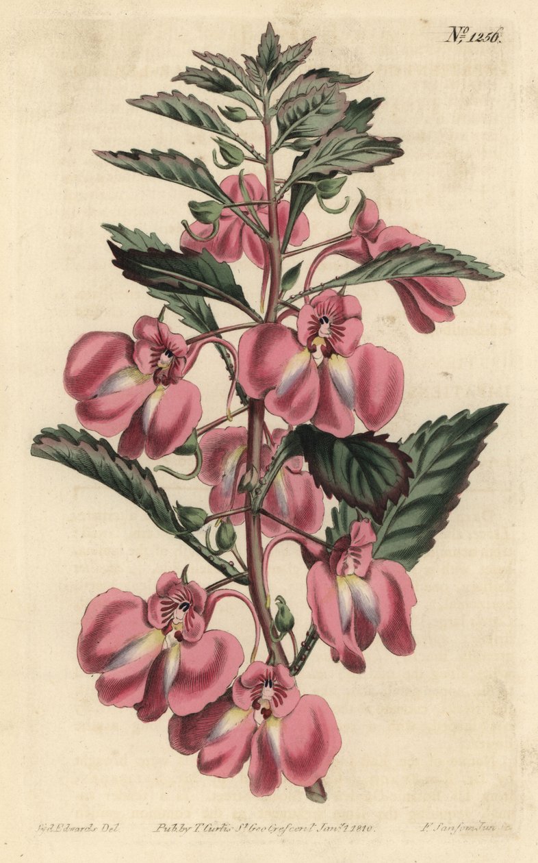 Havebalsamin - Havebalsam, Impatiens balsamina (Kirtelbladsbalsam, Impatiens coccinea). Håndfarvet kobberstik af F. Sansom Jr. efter en illustration af Sydenham Edwards fra William Curtis