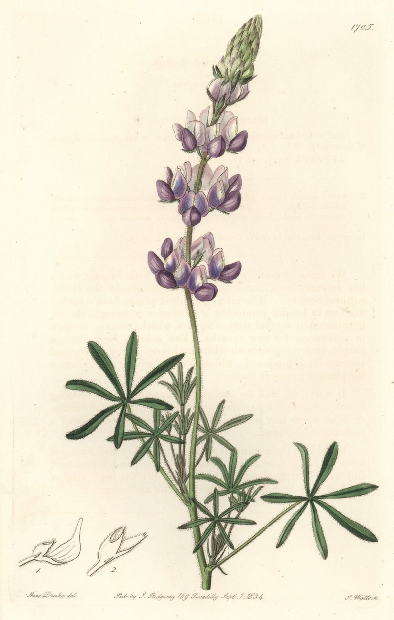 Garden Lupin, oprindeligt fra Californien - S. Watts Strong Water fra en illustration af Sarah Anne Drake (1803-1857), fra det botaniske register af Sydenham Teast Edwards