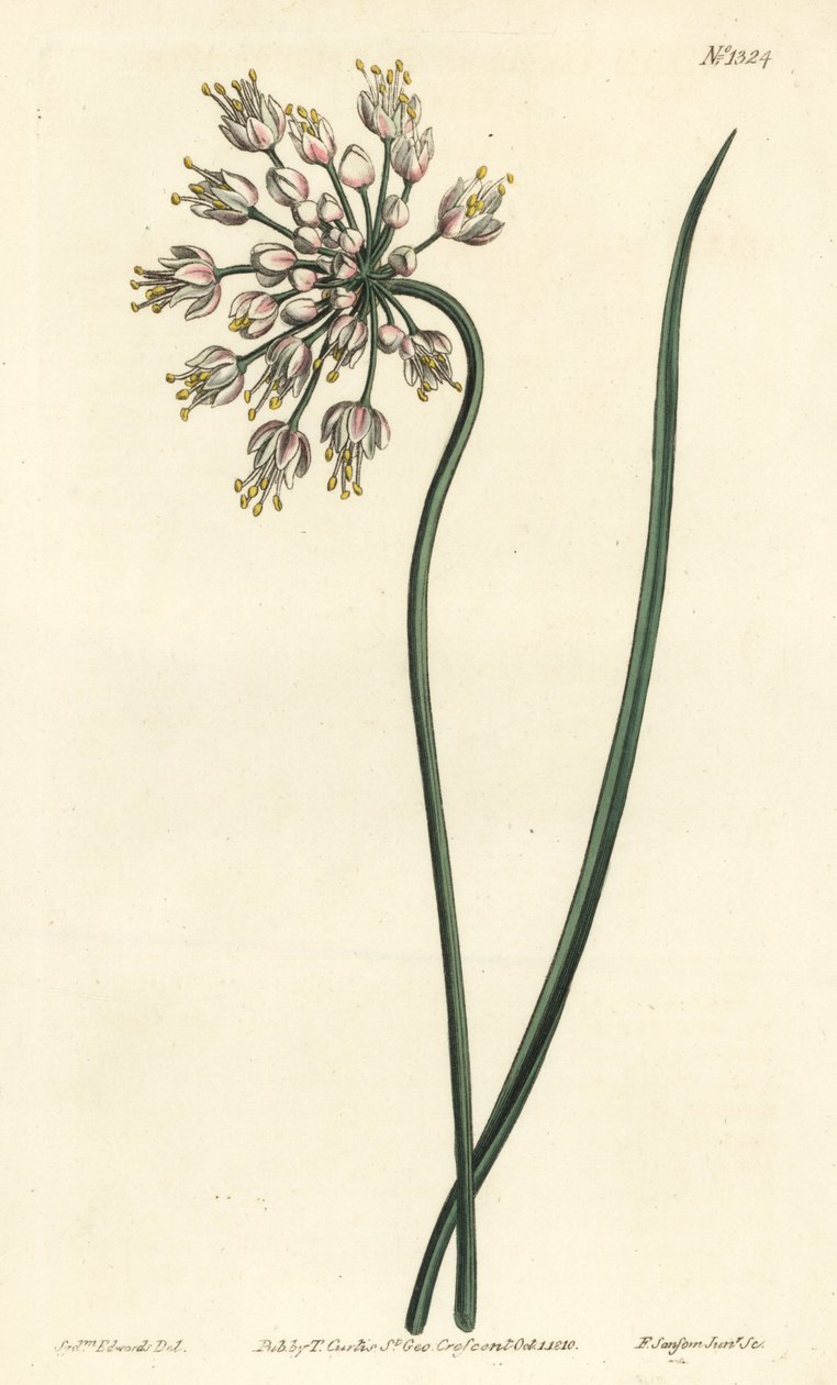 Hvidløg læner - Nikker løg, dameporre eller buet hvidløg, Allium cernuum. Håndfarvet kobberstik af F. Sansom Jr. efter en illustration af Sydenham Edwards fra William Curtis