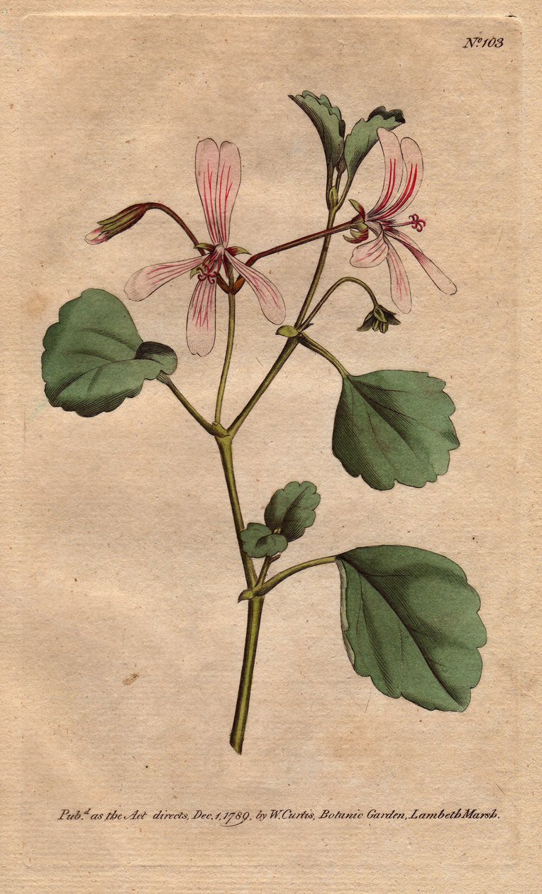 Geranium har syreblade med rosenårede blomster, hjemmehørende i Sydafrika. Sorrel trane næb med lyserøde årede blomster. En indfødt fra Kap, Sydafrika. Pelargonium acetosum. Håndfarvet kobberstik fra en botanisk illustration af Sydenham af Sydenham Teast Edwards