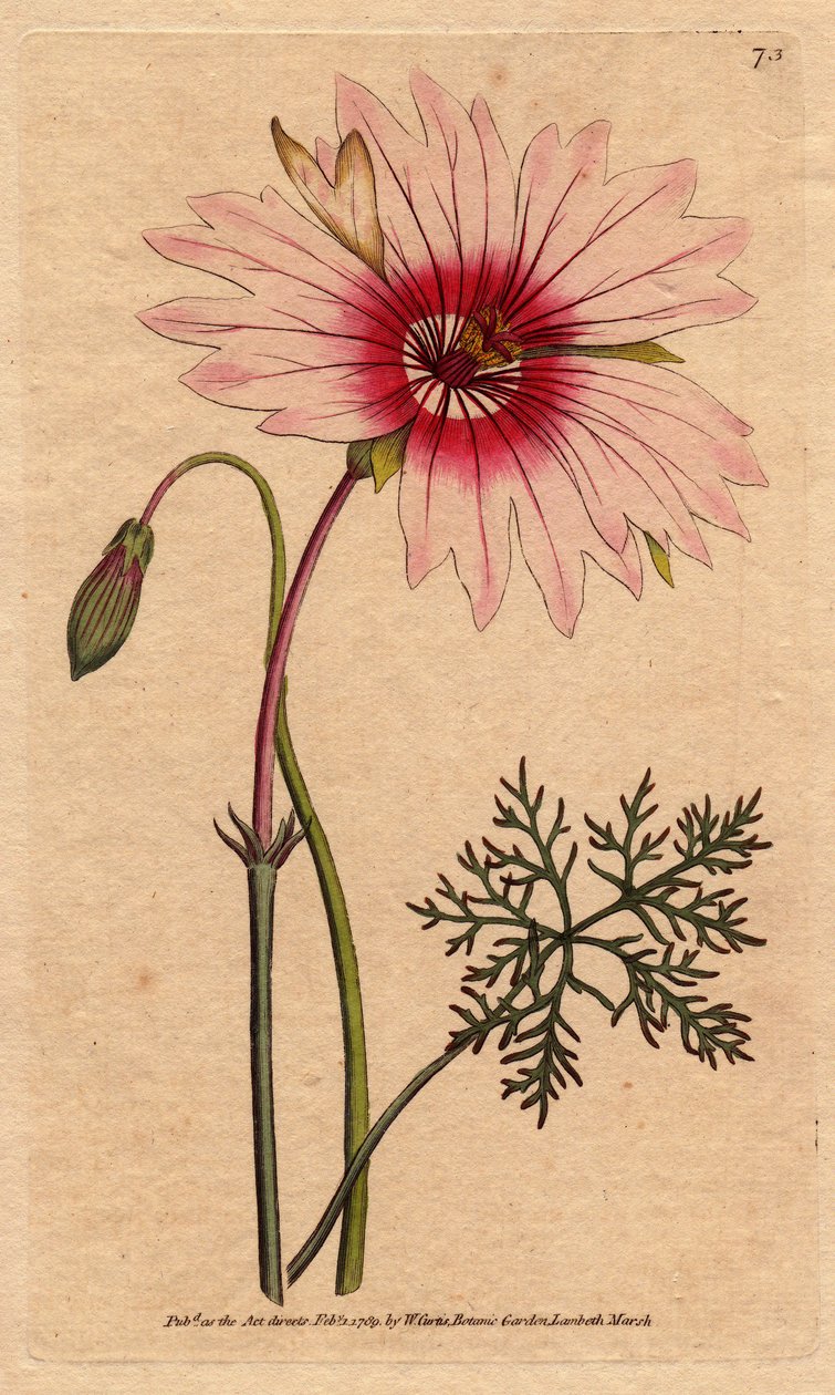 Geranium monsonia har store lyserøde og mørkelyserøde blomster. Storblomstret monsonia med lyserøde og dybt lyserøde blomster. Monsonia speciosa. Håndfarvet kobberstik fra en botanisk illustration af Sydenham Edwards fra William Curtis