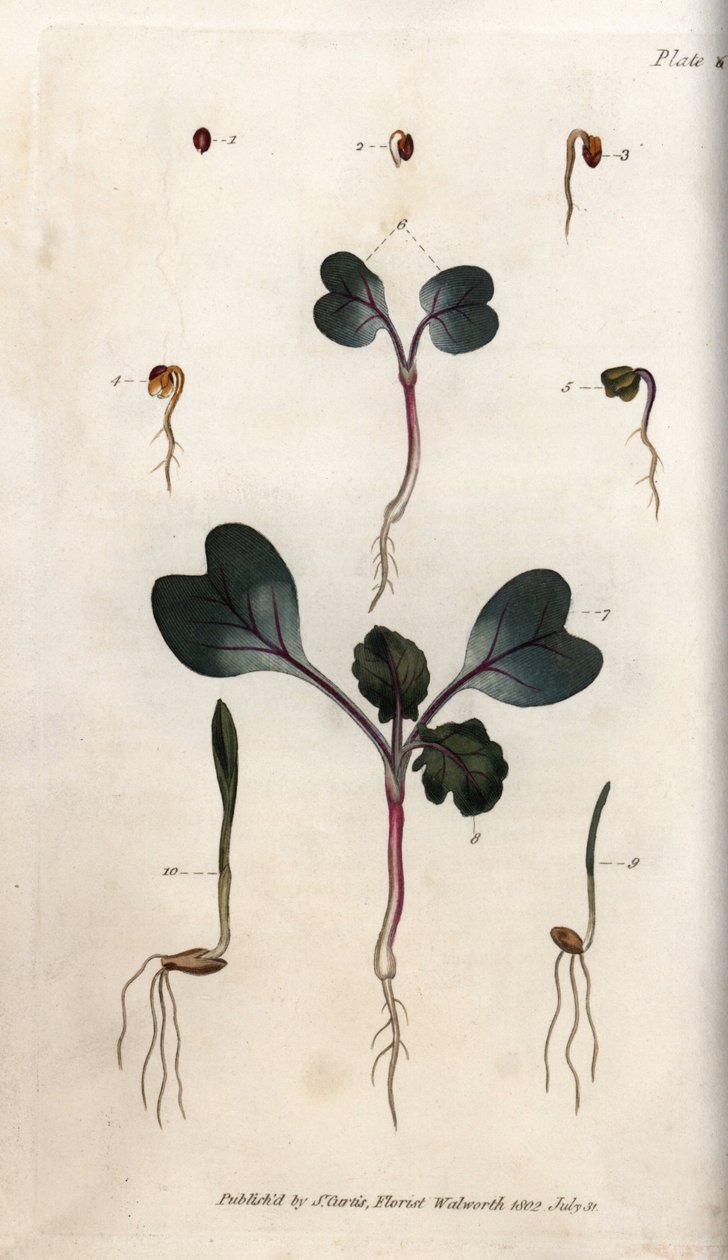 Spiring af radisefrø, almindelig hvede og almindelig byg. Farvet kobberstik, illustration af Sydenham Edwards (1768-1819) til Conferences of Botanical, Botanical Garden of Lambeth (England) af Sydenham Teast Edwards