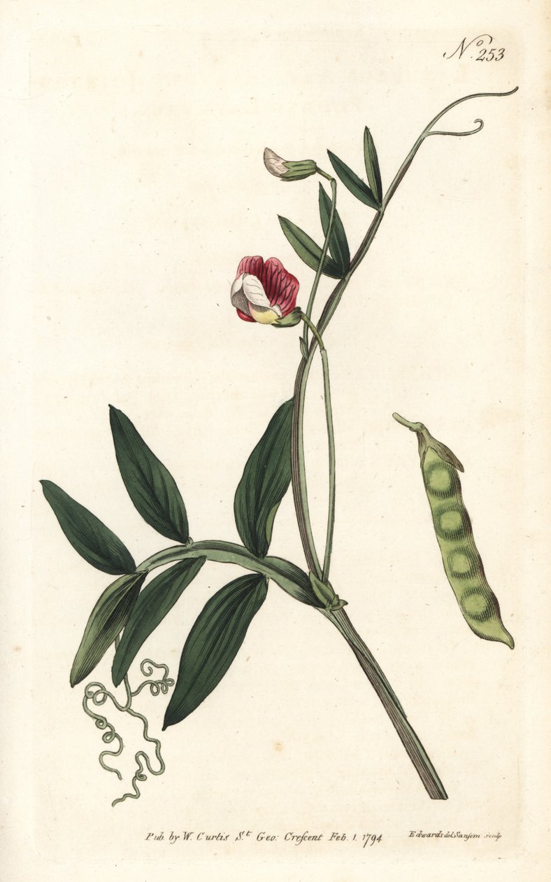 Gesse climene - Spansk vikke, Lathyrus clymenum (led-podded lathyrus, Lathyrus articulatus). Håndfarvet kobberstik af Sansom efter en illustration af Sydenham Edwards fra William Curtis