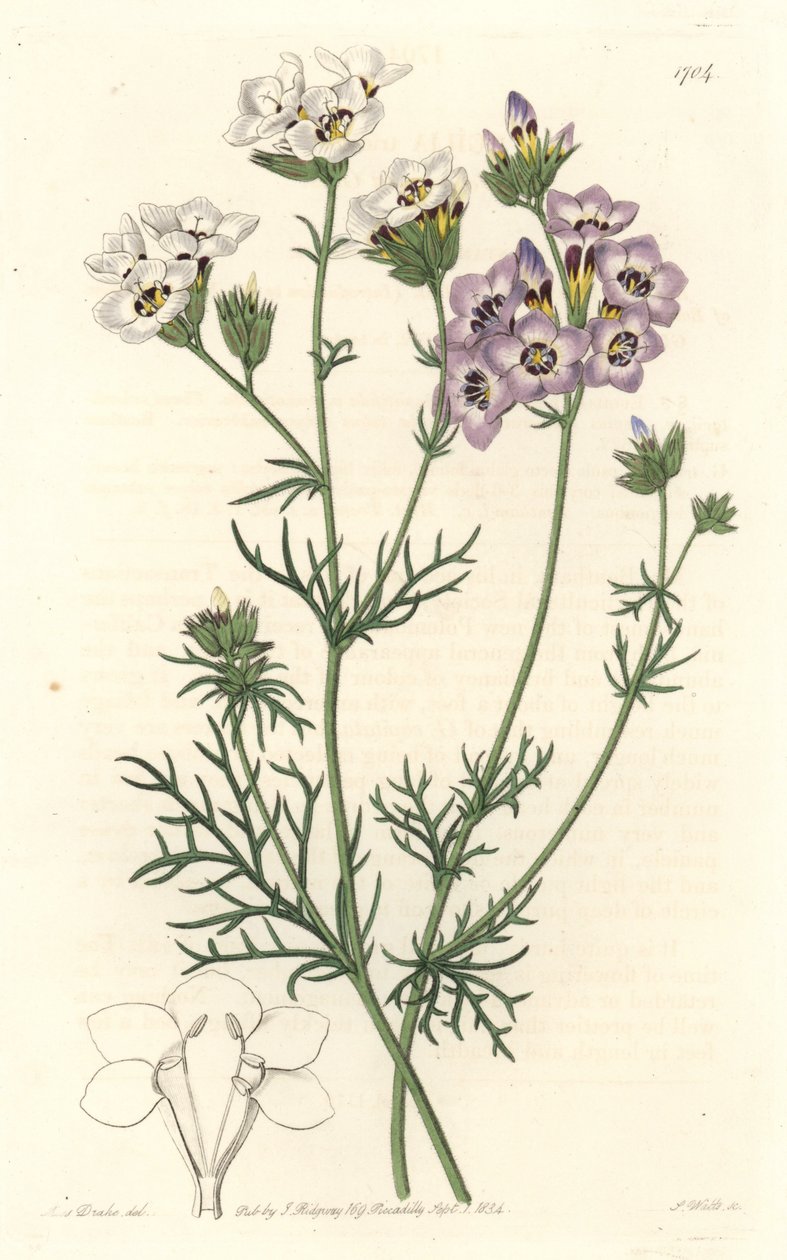 Gilia tricolor, hvide og lilla varianter, hjemmehørende i Californien - S. Watts stærkt vand fra en illustration af Sarah Anne Drake (1803-1857), fra det botaniske register af Sydenham Teast Edwards