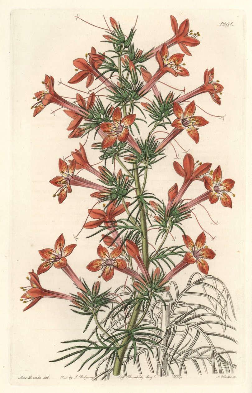 Gilie a coronope leaf or Ipomopside elegante - Water forte af S. Watts fra en illustration af Sarah Anne Drake (1803-1857), fra Botanical Register af Sydenham Teast Edwards